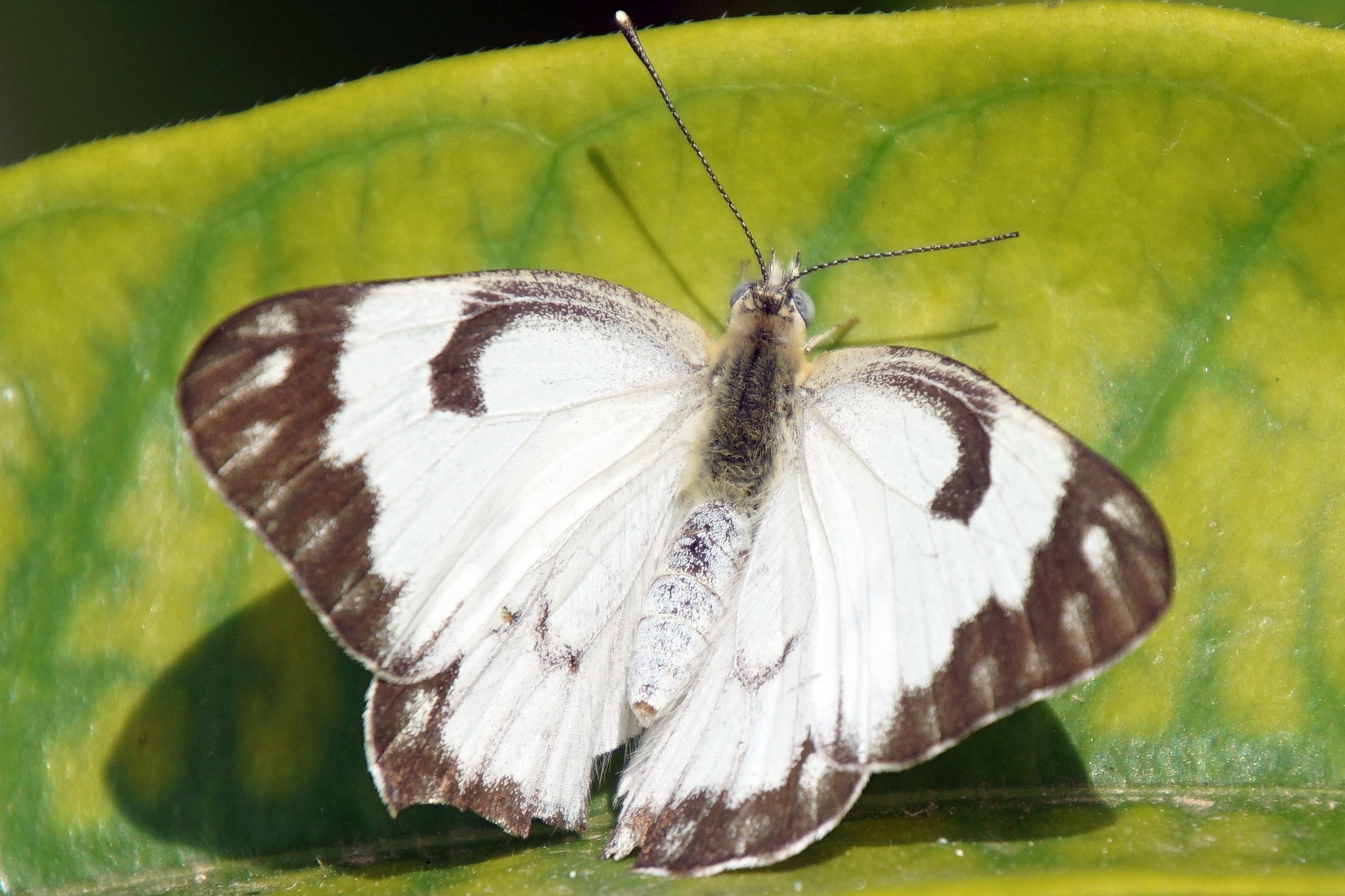 Charaxes porthos - Pionierschmetterling